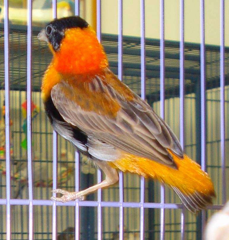 Burge Bird Services | 13833 US-71, Grandview, MO 64030, USA | Phone: (816) 356-4700