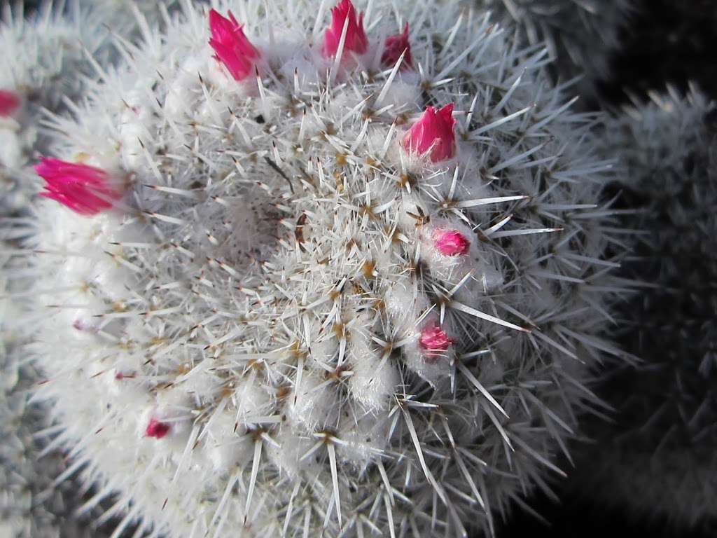 Desert Garden | San Marino, CA 91108, USA