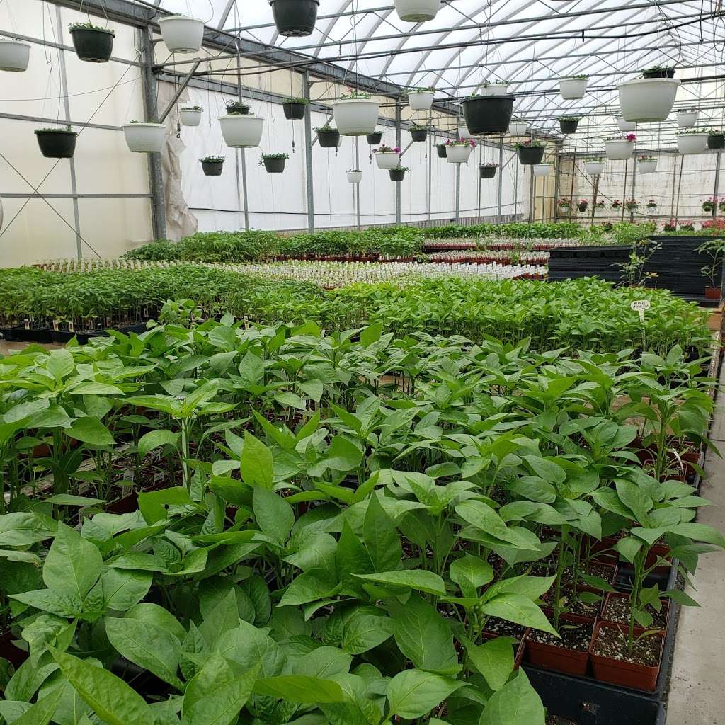 Shenks Greenhouse | 2199 Old Philadelphia Pike, Lancaster, PA 17602, USA | Phone: (717) 397-0430