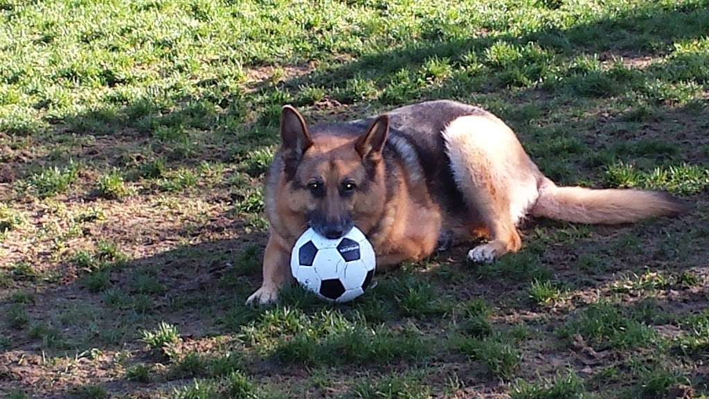 Hap Magee Ranch Dog Park | La Gonda Way, Alamo, CA 94507, USA