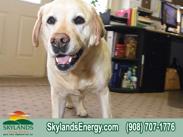 Skylands Energy Service | 2 Thompson St, Raritan, NJ 08869 | Phone: (908) 707-1776