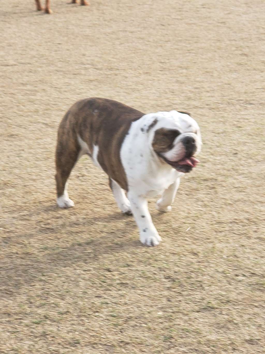 Pinnacle Dog Park | 20900 N Black Mountain Blvd, Phoenix, AZ 85050, USA | Phone: (602) 262-6862