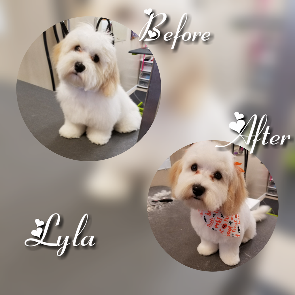 Canine Design Pet Grooming LLC | 2200 S Broadway, Oak Grove, MO 64075 | Phone: (816) 690-8288