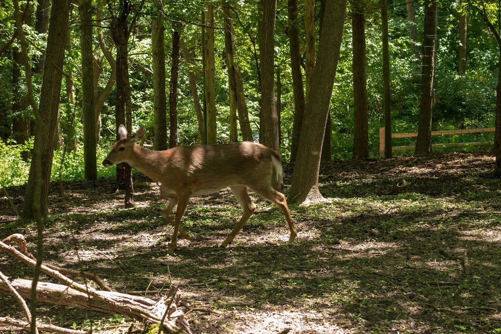 Johnson Nature Center | 3325 Franklin Rd, Bloomfield Twp, MI 48302, USA | Phone: (248) 341-6485