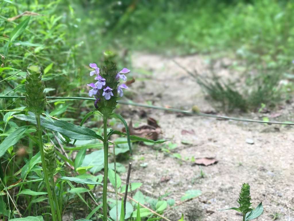 West Branch Rocky River/West Branch Nature Trailhead | 17524 Gillican Overlook, Davidson, NC 28036 | Phone: (704) 376-2556