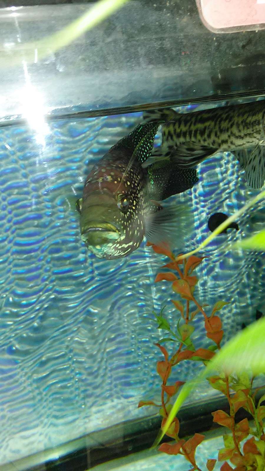 Coopers Cichlids | 2506 W Silver St, Philadelphia, PA 19132, USA | Phone: (267) 298-7837