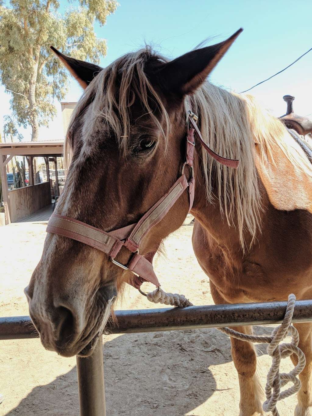 Ponderosa Stables Inc | 10215 S Central Ave, Phoenix, AZ 85042, USA | Phone: (602) 268-1261