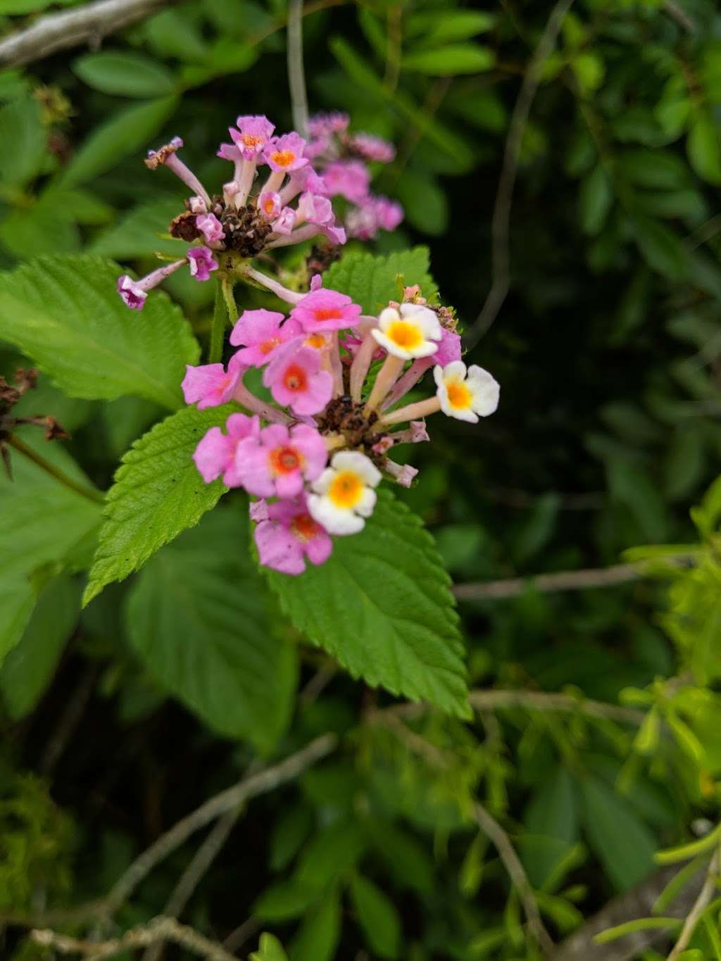 Corp Woods Nature Sanctuary | Ferry Rd, Galveston, TX 77550, USA