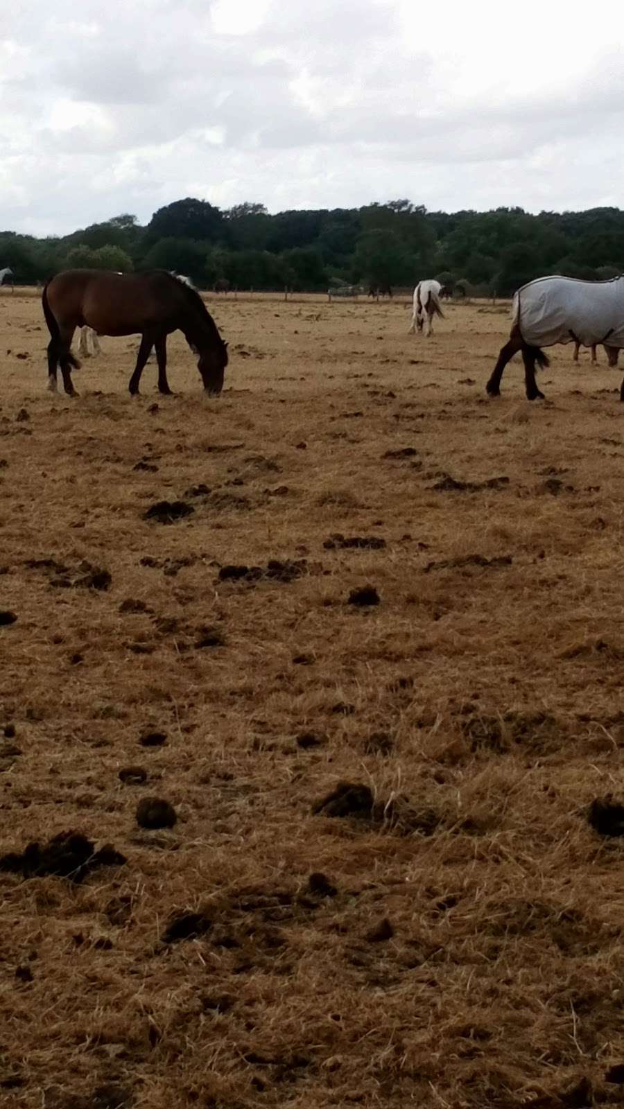 Porters Hill Park 41 Porters Hill, Harpenden AL5 5HR, UK BusinessYab