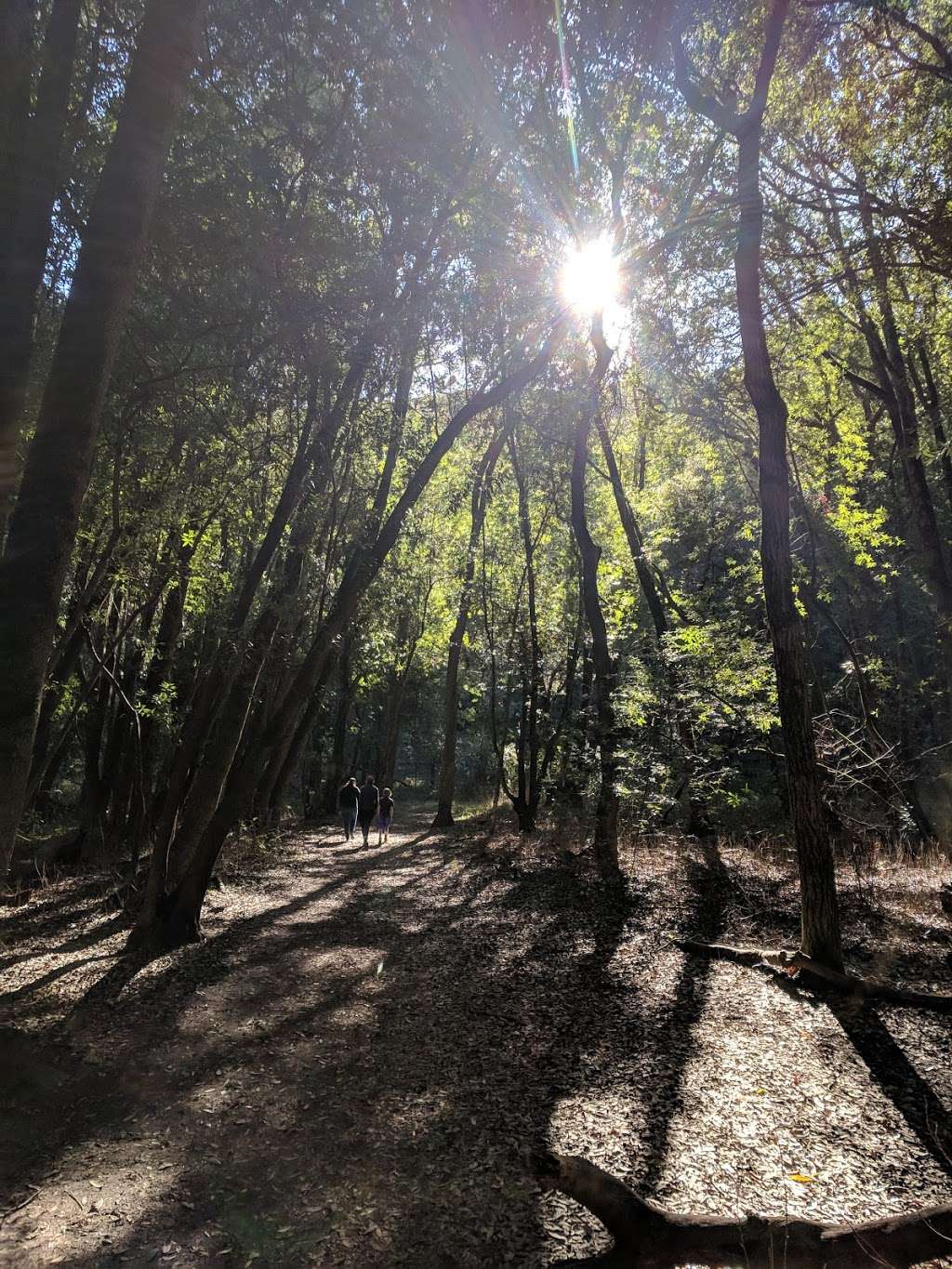 Dwarf Oak Trail Trailhead (Mount Burdell) | 2931 Novato Blvd, Novato, CA 94947, USA