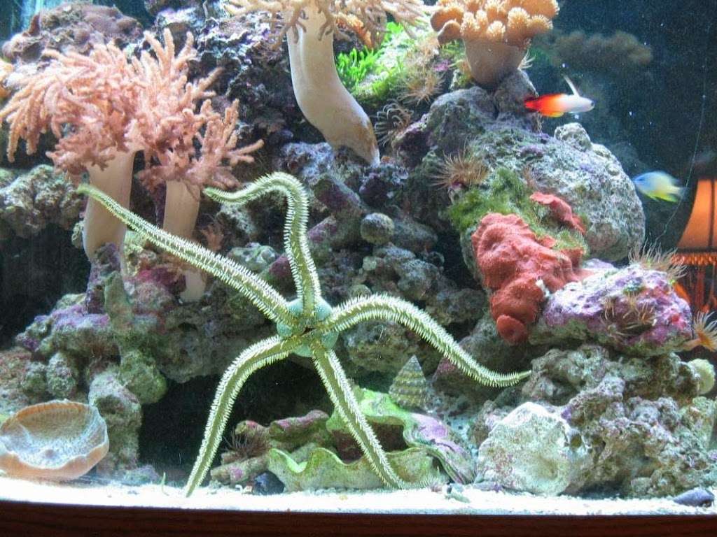Aquamark Aquarium Displays Inc | 6 Yates Ln, Tabernacle, NJ 08088, USA | Phone: (609) 240-4433