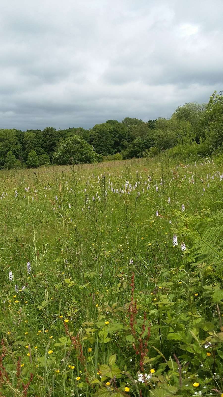 RSPB Tudeley Woods | Dislingbury Lane, Tonbridge TN11 0PT, UK | Phone: 01273 775333