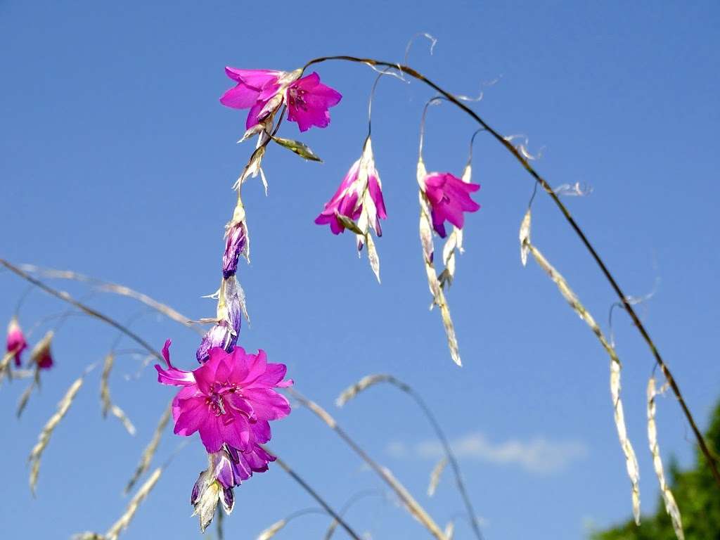 Blackstem Plants | Shepherds Lodge, Clay Hill Rd, Lamberhurst, KENT TN3 8LT, UK | Phone: 07973 129102