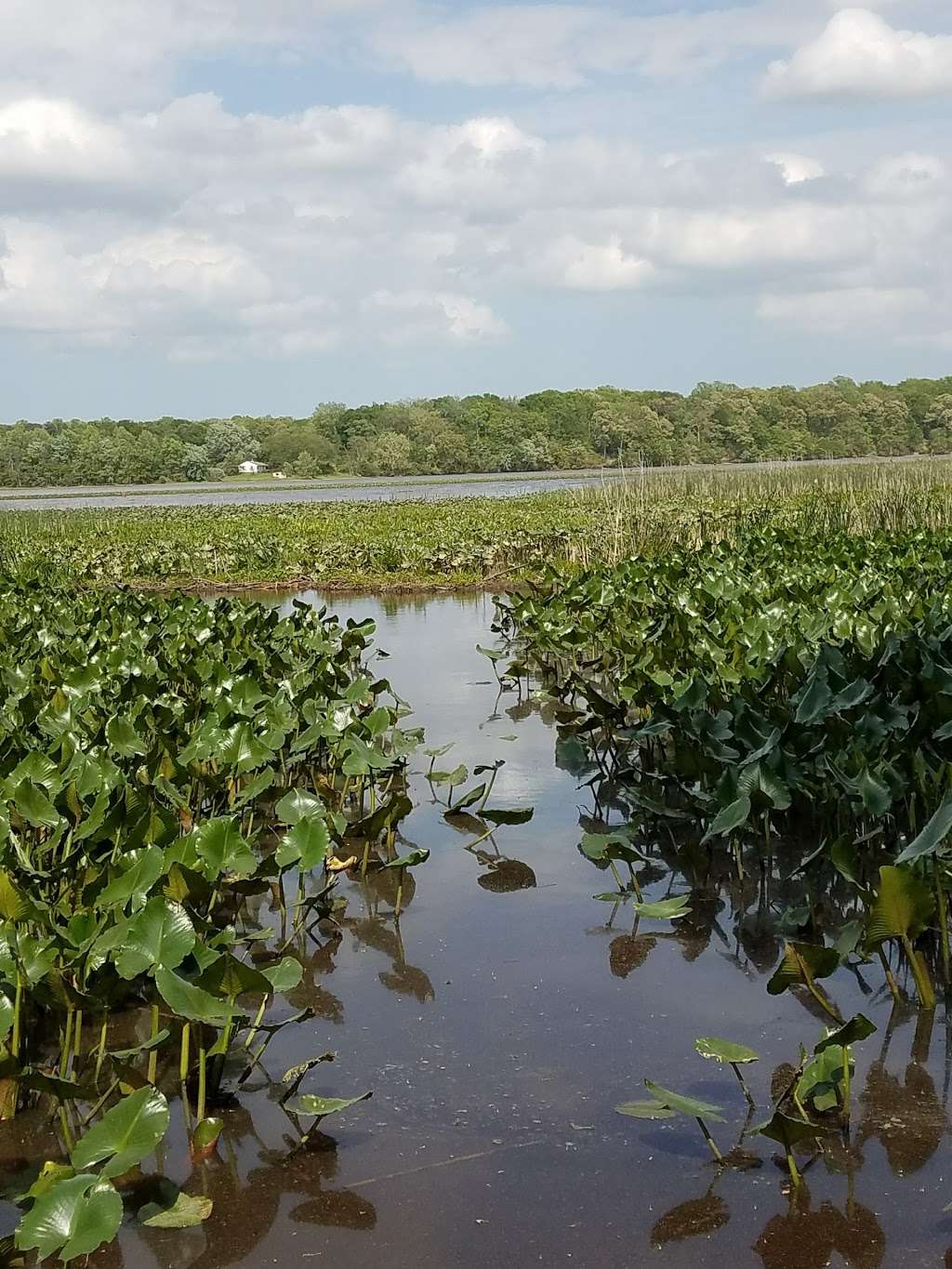 Patuxent River Park - Jug Bay Natural Area | 16000 Croom Airport Rd, Upper Marlboro, MD 20772 | Phone: (301) 627-6074