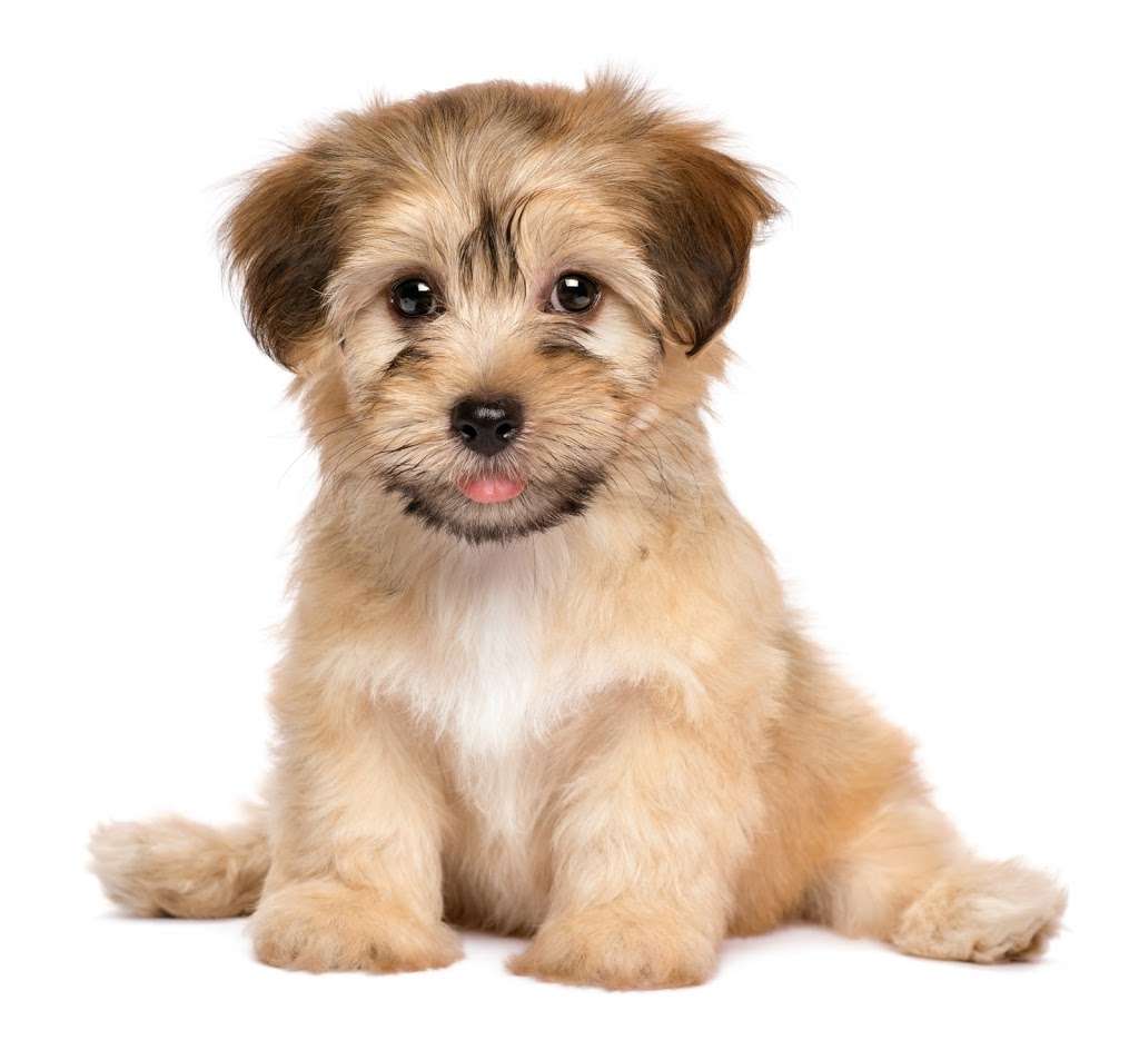 The Puppy Store Las Vegas | 1000 W Sunset Rd, Henderson, NV 89014, USA | Phone: (702) 344-0844