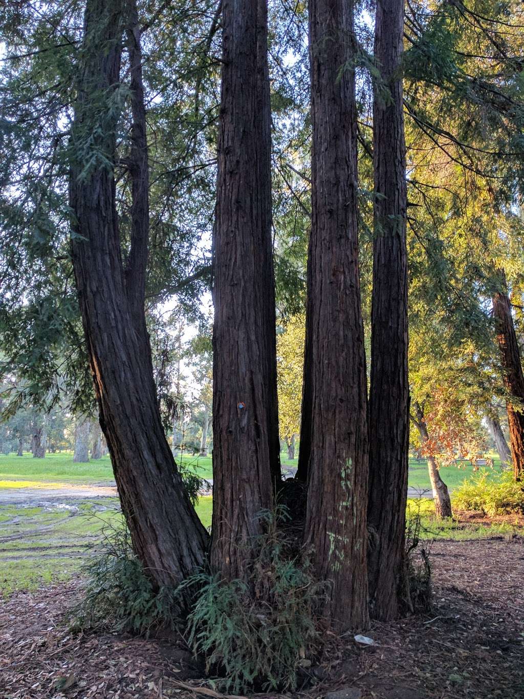 Arboretum Grove | Stanford, CA 94305, USA