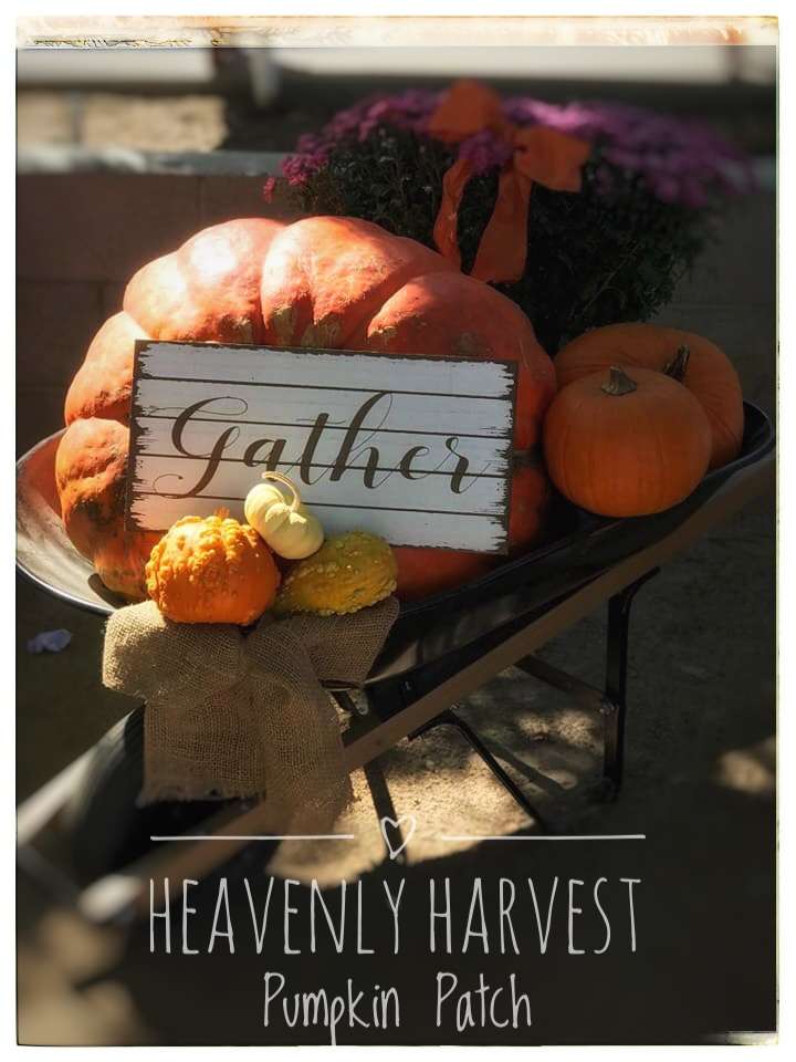 Heavenly Harvest Pumpkin Patch | 1168 Wood St, Taft, CA 93268, USA | Phone: (661) 747-3775