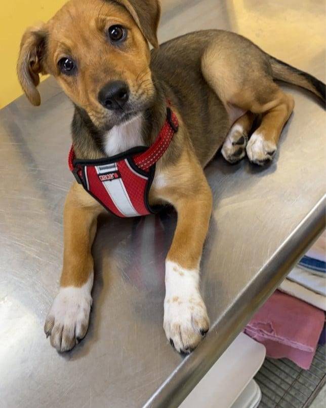 Owings Mills Veterinary Center | 9623 Reisterstown Rd Ste. A, Owings Mills, MD 21117, USA | Phone: (410) 363-0393