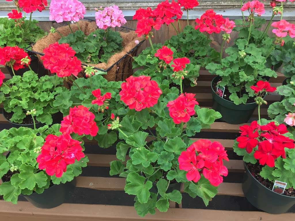 Reynolds Farms Nursery and Country Garden Center | 23 Richards Ave, Norwalk, CT 06854, USA | Phone: (203) 866-5757
