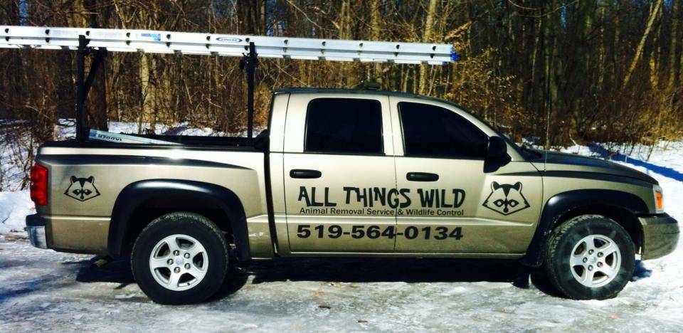 ALL THINGS WILD Animal Removal Service & Wildlife Control | 2584 Allyson Ave, Windsor, ON N8W 5N6, Canada | Phone: (519) 564-0134