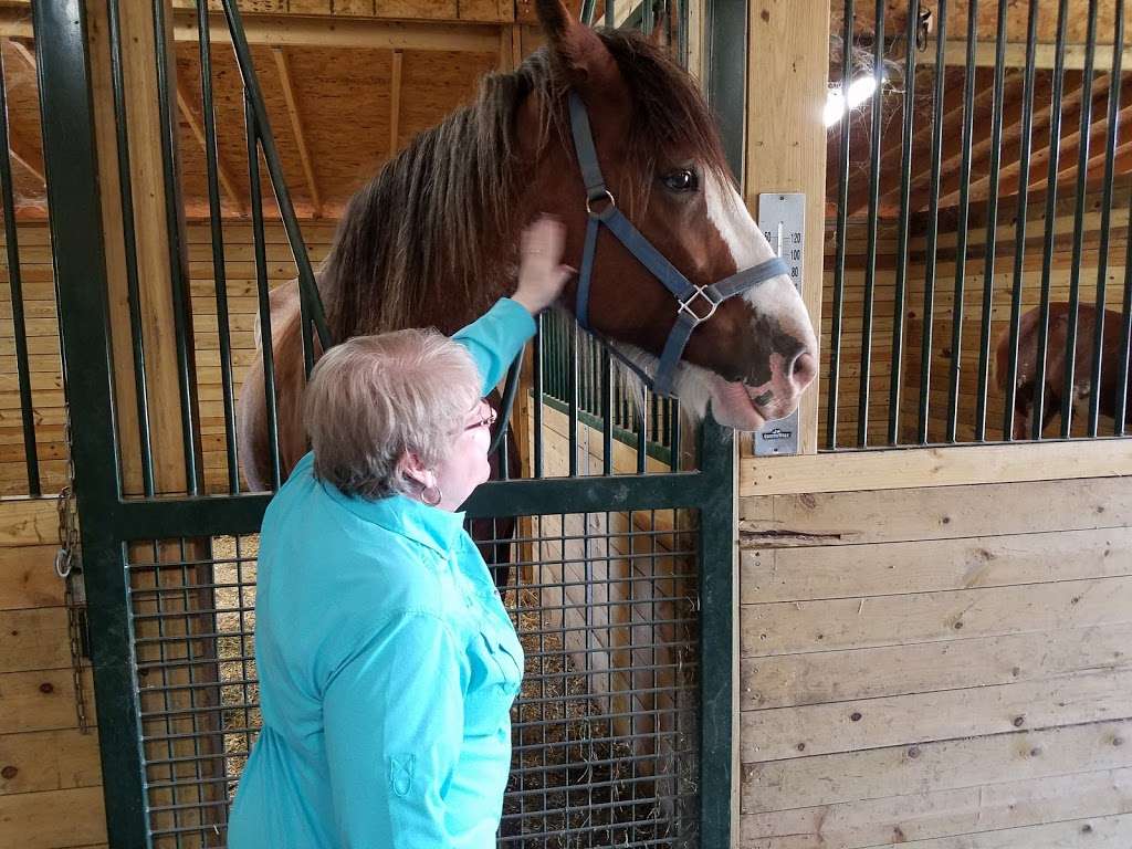 Sandy Acres Clydesdales | 10032 N Ruby Rd, La Porte, IN 46350, USA | Phone: (219) 369-3386