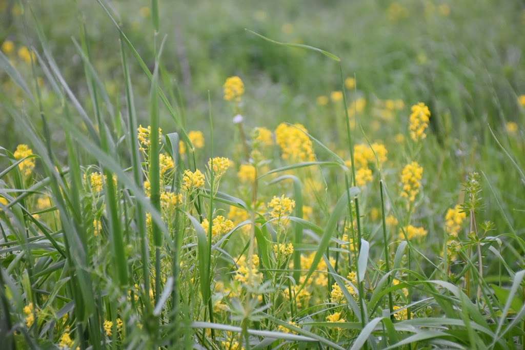 Church Road Bird Sanctuary | Church Rd, Pennsburg, PA 18073