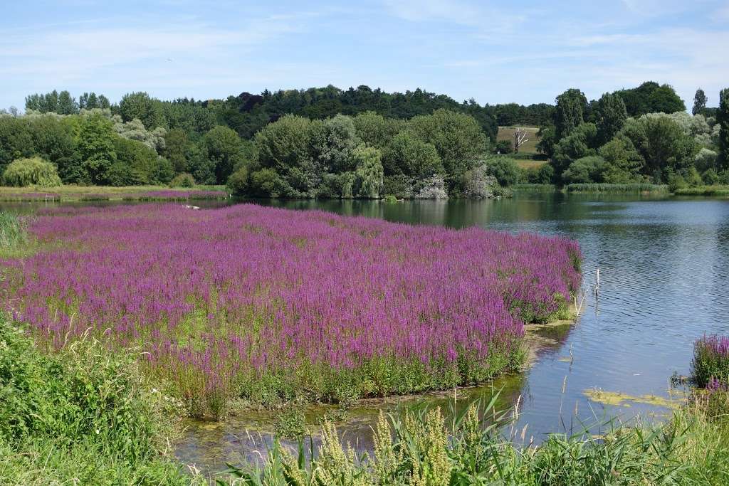 Amwell Quarry Nature Reserve | Ware SG12, UK