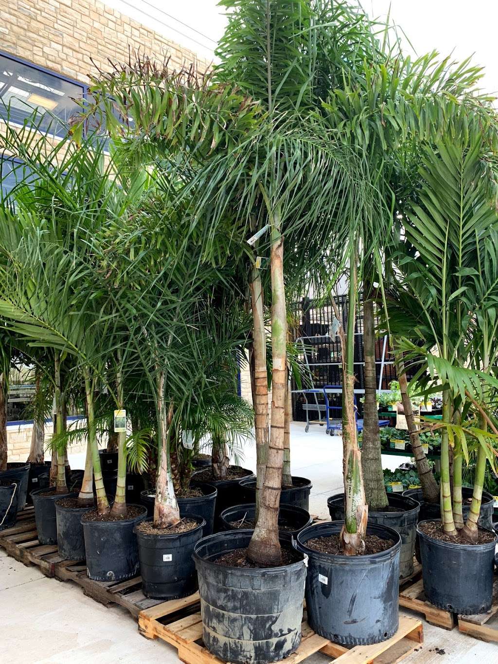 Lowes Garden Center | 12276 Andric Lane, Orlando, FL 32827 | Phone: (407) 204-7902