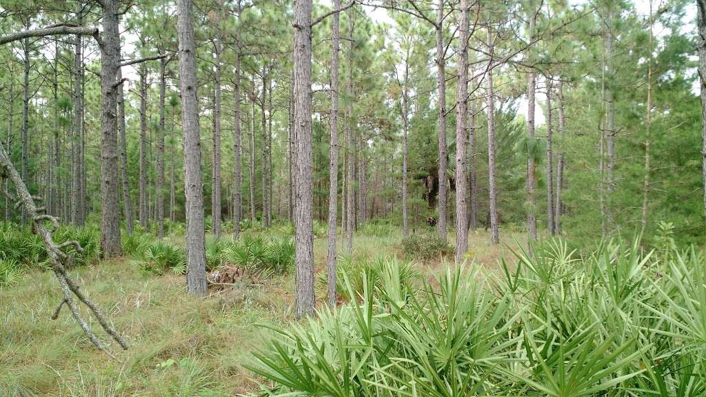 Econlockhatchee Sandhills Conservation Area | 15227 Lake Pickett Rd, Orlando, FL 32820 | Phone: (386) 329-4404