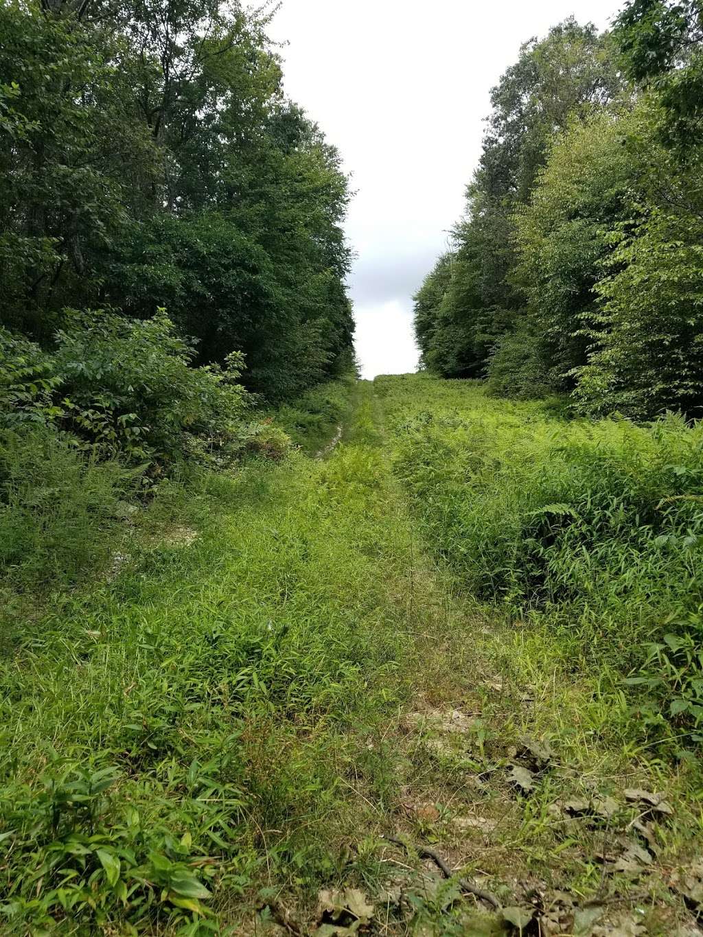 AT Crossing Utility Cut | Appalachian Trail, Bethel, PA 19507