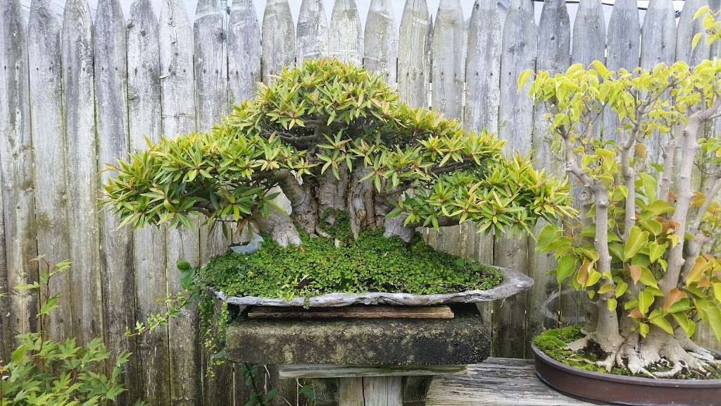 Royal Bonsai Garden Inc | 1297 Park St, Stoughton, MA 02072 | Phone: (781) 344-6358