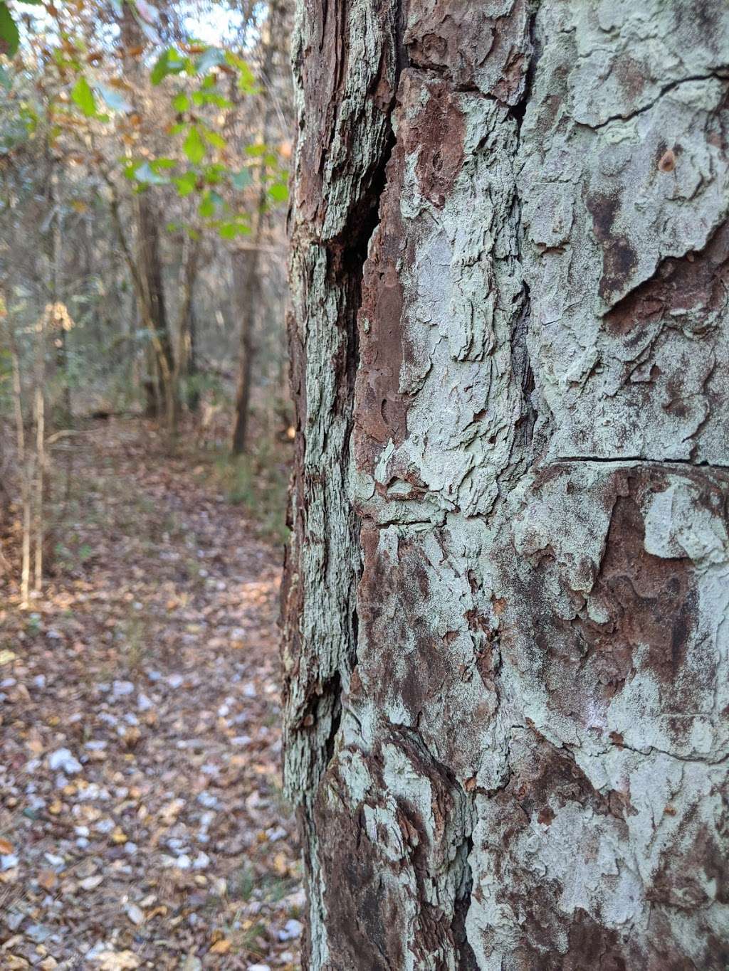 Lone Star Hiking Trail - Trailhead #12 | Unnamed Road, Shepherd, TX 77371, USA