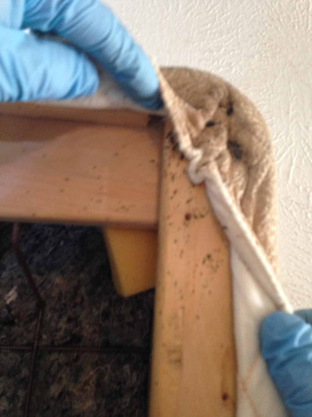 Bear Termite Control | 2014 Oxford Cir, Grand Prairie, TX 75051, USA | Phone: (972) 647-4244