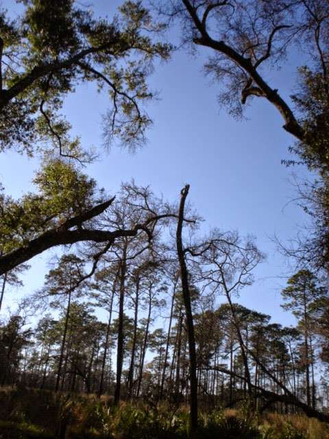 Juniper Prairie Wilderness | East Marion, FL, USA | Phone: (352) 625-2520