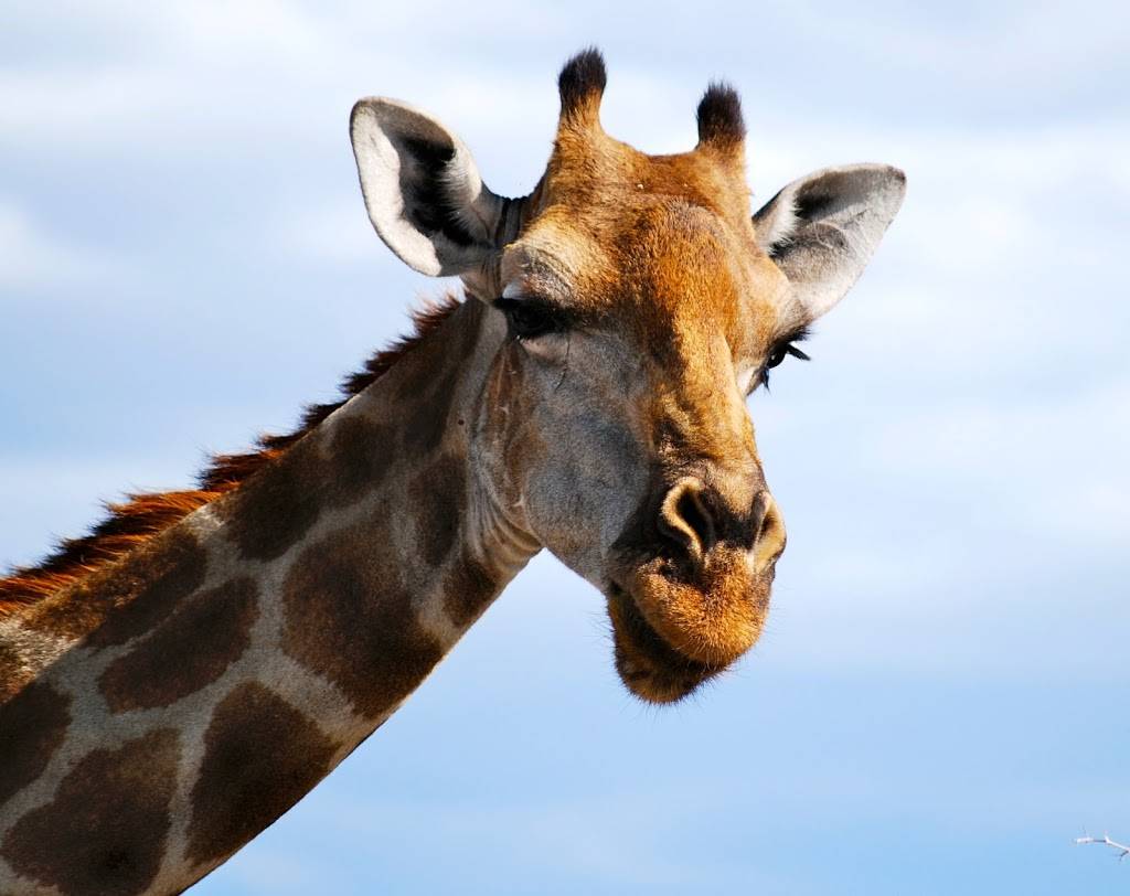 C Africa Safaris | 2619 Highview Dr, Nashville, TN 37206, USA | Phone: (615) 414-8293