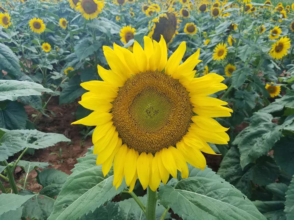 Draper WMA Sunflowers | McConnells, SC 29726, USA
