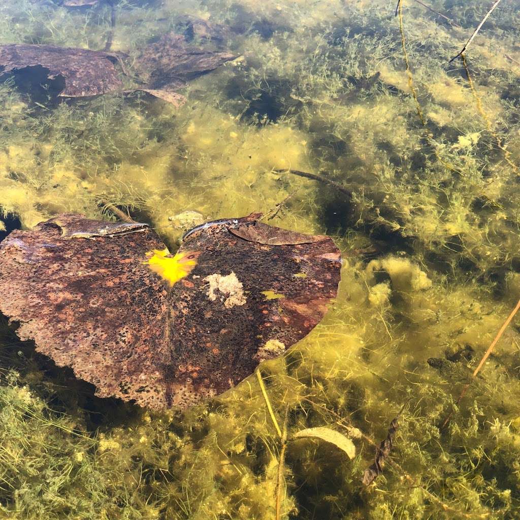 Houghton Lake Nature Preserve | 19245 16th Rd, Culver, IN 46511, USA