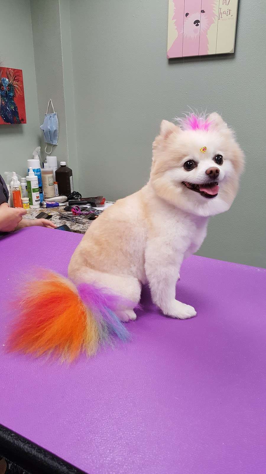 Plush Paws Pet Salon | 3702 Edgewater Dr, Orlando, FL 32804, USA | Phone: (407) 442-7297