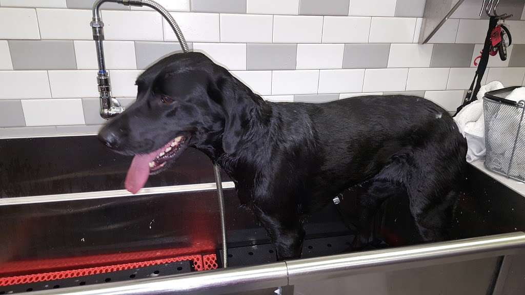 Petco Grooming | 20 Deer Shore Square A, North Babylon, NY 11703, USA | Phone: (631) 667-2802