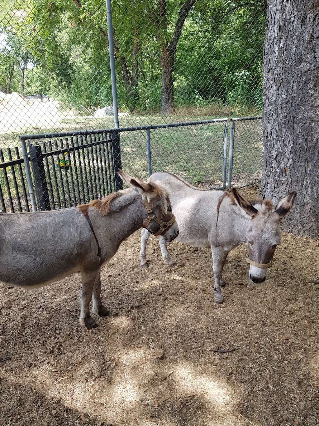 Fritz Park Petting Farm | 312 E Vilbig St, Irving, TX 75060, USA | Phone: (972) 721-2640