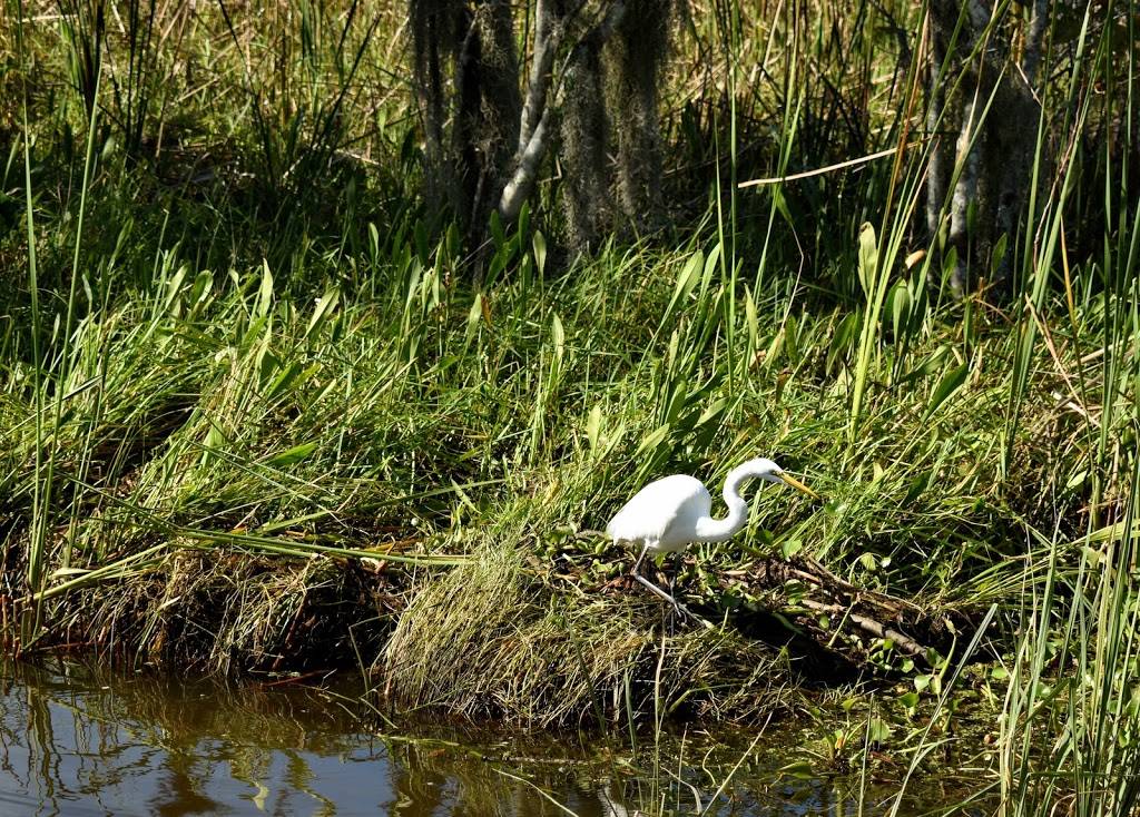 Louisiana Tour Company - SWAMP DOCK | 9706 Barataria Blvd, Marrero, LA 70072, USA | Phone: (504) 689-3599