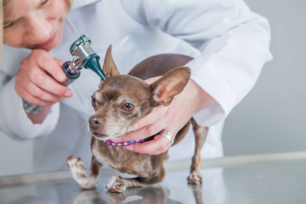 Veterinary Services of Westwood | 252 Providence Hwy, Westwood, MA 02090, USA | Phone: (781) 686-9337
