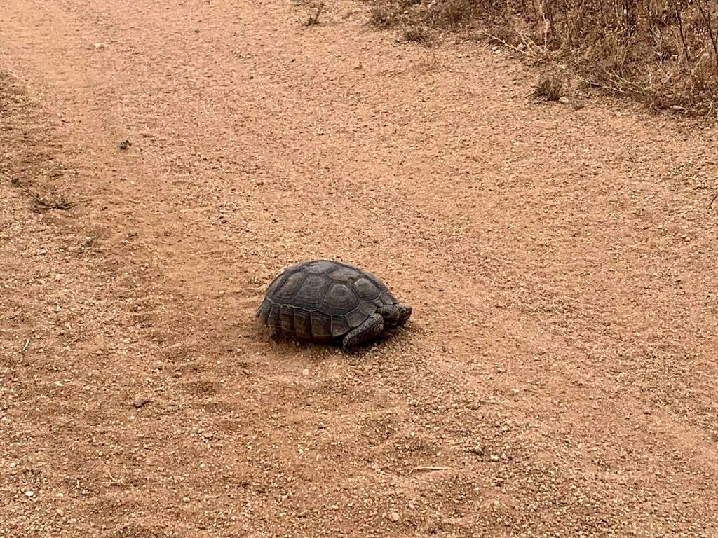 Desert Tortoise Natural Area | California City, CA 93505, USA | Phone: (951) 683-3872