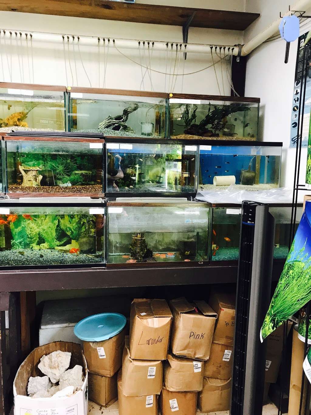 J B Tropical Fish | 1950 N Black Horse Pike, Williamstown, NJ 08094 | Phone: (856) 629-2242