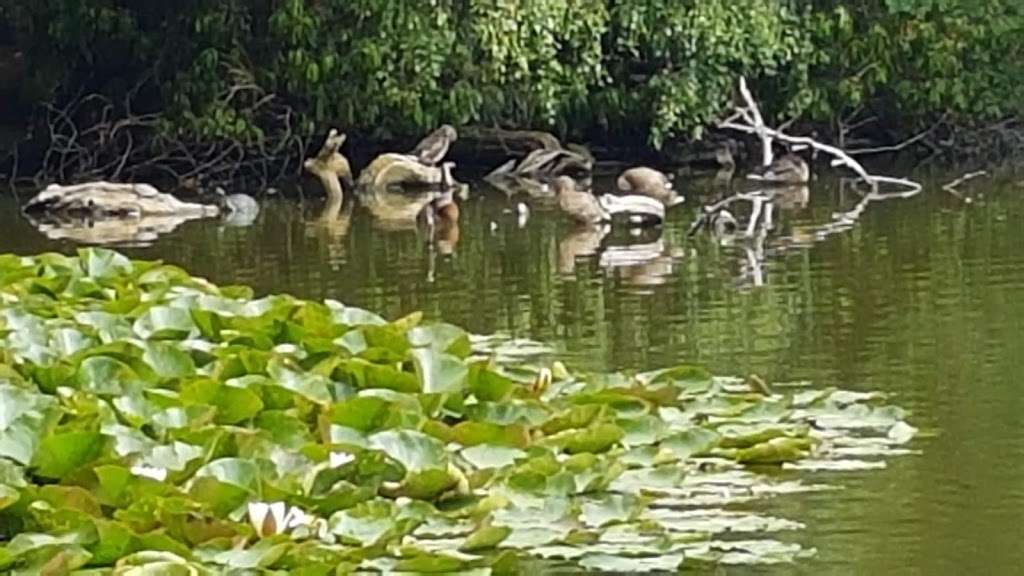 Whitewebb Forest Pond | Enfield EN2 9HH, UK