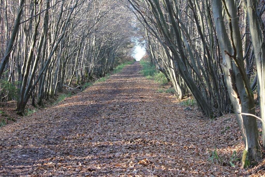 Danemead Nature Reserve | Cock Ln, Broxbourne, Hoddesdon EN11 8GG, UK | Phone: 01727 858901