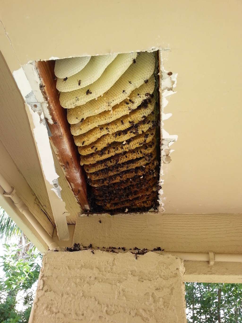 The Beehive Bee and Wasp removal | 543 E Jasper Dr, Chandler, AZ 85225, USA | Phone: (602) 600-5382