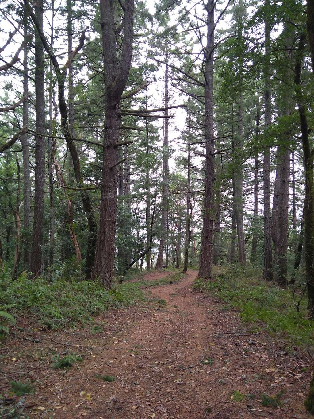 Razorback Ridge Trail | Razorback Ridge Trail, Portola Valley, CA 94028, USA