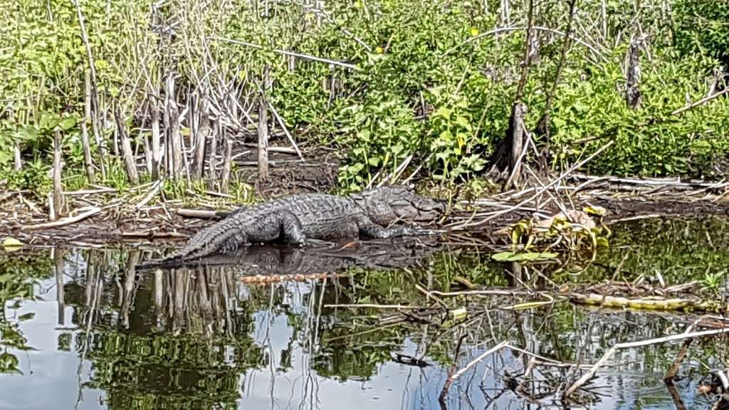 Captain Freds Airboat Nature Tours | Captain Freds Airboat Tours, 4700 Crump Rd Suite C, Winter Haven, FL 33881, USA | Phone: (863) 696-1637