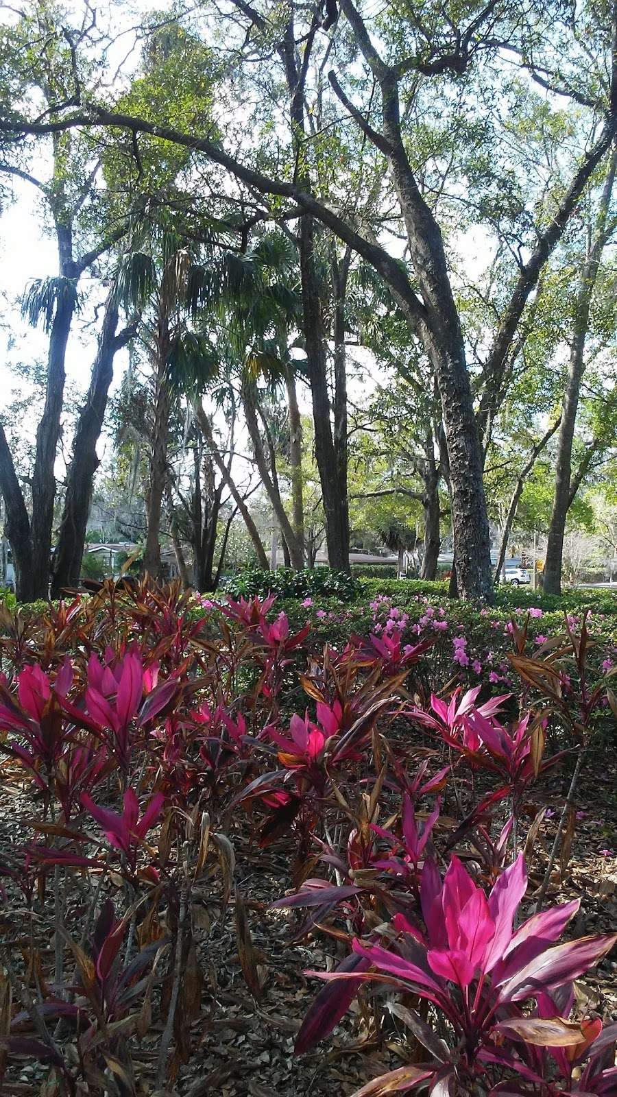 Jim Houser Azalea Garden | 700 Old Horatio Ave, Maitland, FL 32751, USA